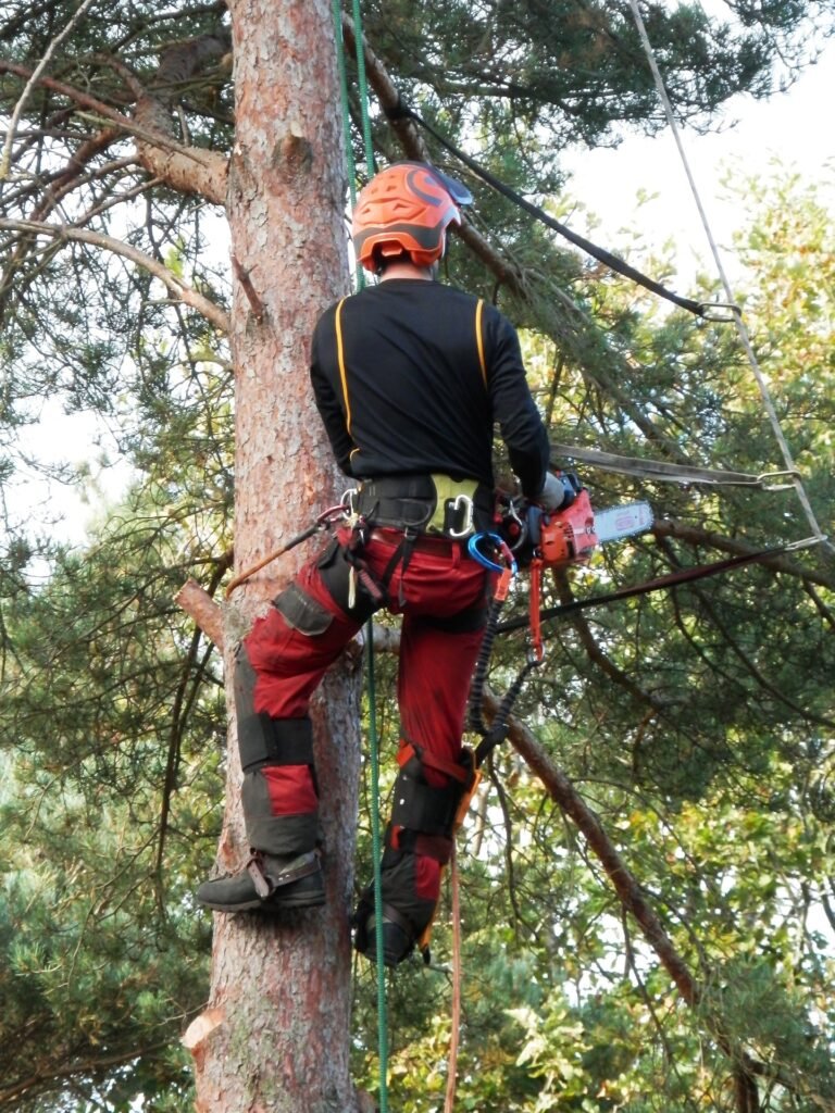 Baumgutachten Borken