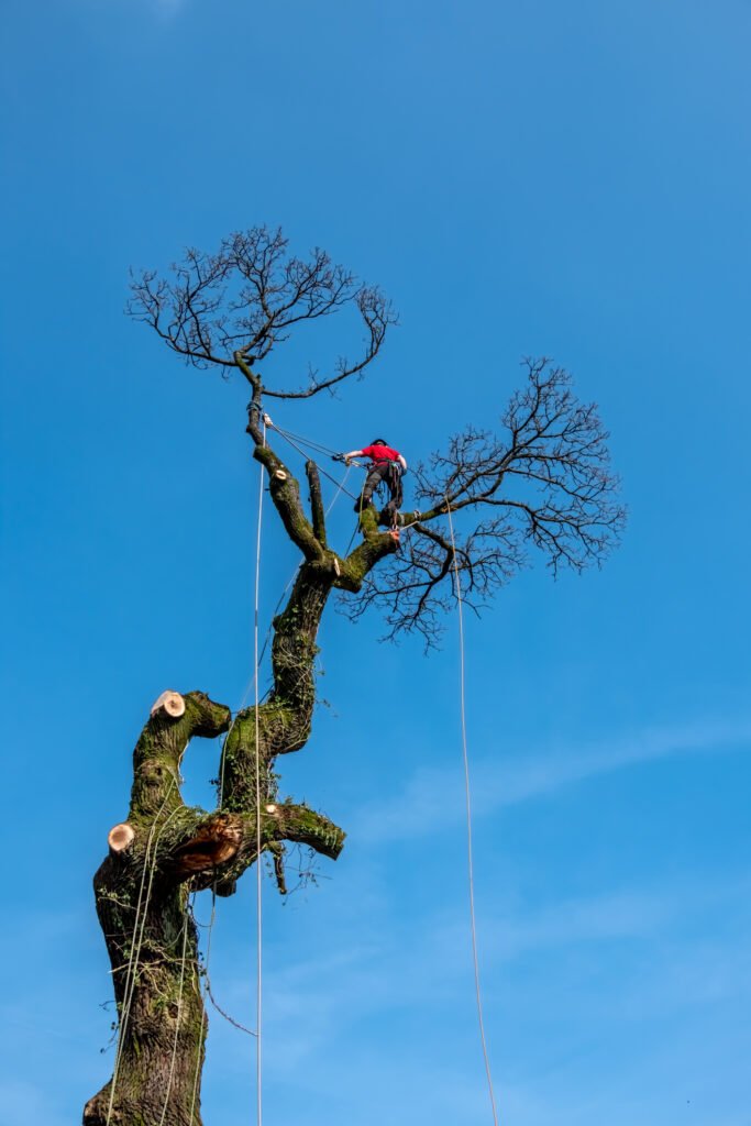 Baumpflege Borken