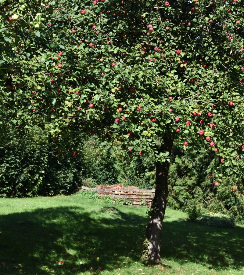 Apfelbaum schneiden Obstbaumschnitt Baumpflege Borken